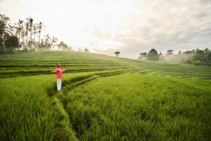 Mann in rotem Hemd und weißer Hose segnet ein grünes Reisfeld im Morgentau