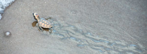 Schildkroetenbaby auf dem Weg ins Wasser